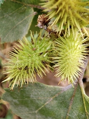 Xanthium strumarium
