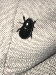 Dyscinetus morator