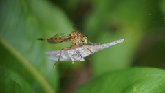 Clephydroneura