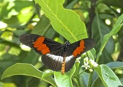 Acraea formosa