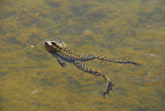 Pelophylax