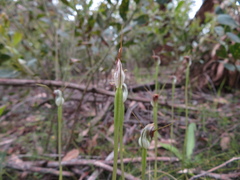Pterostylis pedunculata