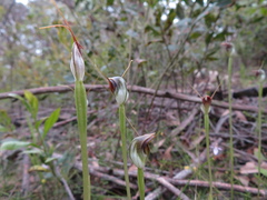 Pterostylis pedunculata