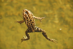 Pelophylax