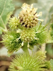 Xanthium strumarium