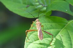 Riptortus linearis