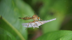Clephydroneura