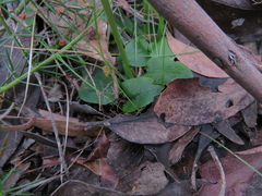 Pterostylis pedunculata