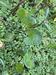 Centella erecta
