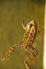 Pelophylax