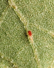 Acariformes