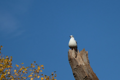 Chroicocephalus ridibundus