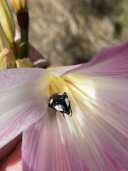 Mausoleopsis amabilis