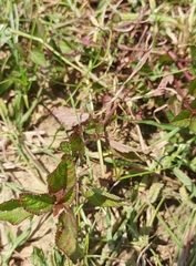 Melochia corchorifolia