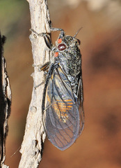 Euryphara dubia