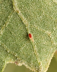 Acariformes