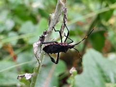 Leptoglossus gonagra