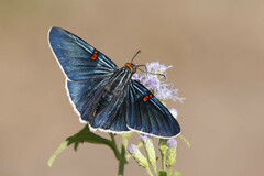 Phocides lilea