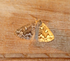 Caripeta divisata