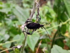 Leptoglossus gonagra