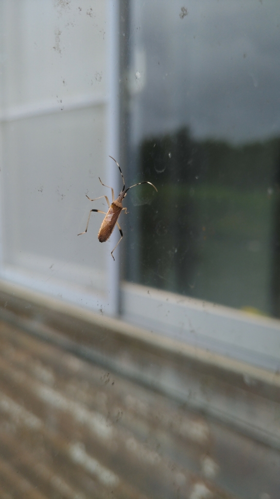 Dicranocephalus lateralis