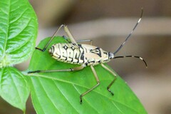 Notobitus meleagris