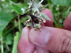 Leptoglossus gonagra