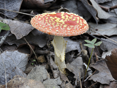 Amanita muscaria flavivolvata