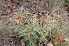 Croton argyranthemus