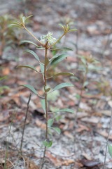 Croton argyranthemus