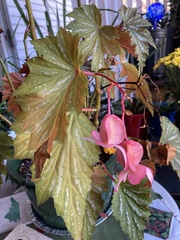 Begonia grandis