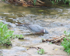 Columba palumbus