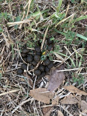 Sylvilagus aquaticus