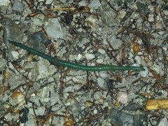 Aporrectodea smaragdina