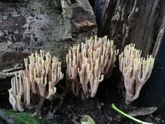 Ramaria stricta