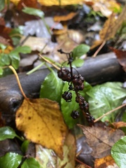 Pyrola elliptica