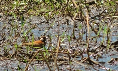 Eremopterix leucotis