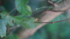 Asilidae