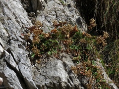 Potentilla caulescens