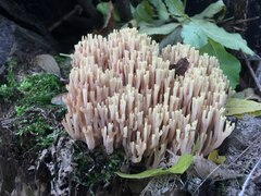 Ramaria stricta