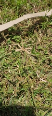 Dactyloctenium aegyptium