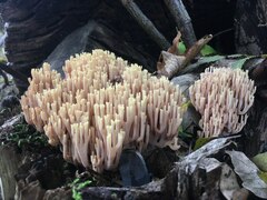 Ramaria stricta