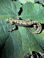 Triturus marmoratus