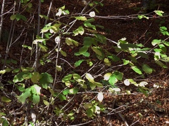 Euonymus latifolius