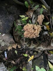 Ramaria stricta