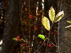 Euonymus latifolius