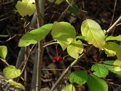 Euonymus latifolius