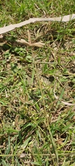 Dactyloctenium aegyptium