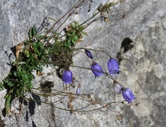 Campanula cespitosa