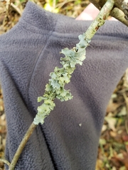 Parmotrema hypotropum